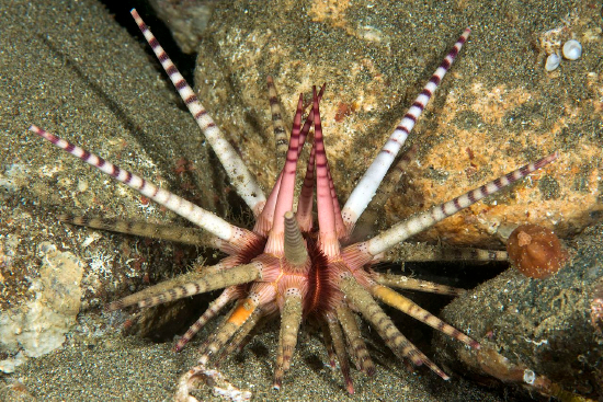  Prionocidaris baculosa (Crown-spined Pencil Urchin)